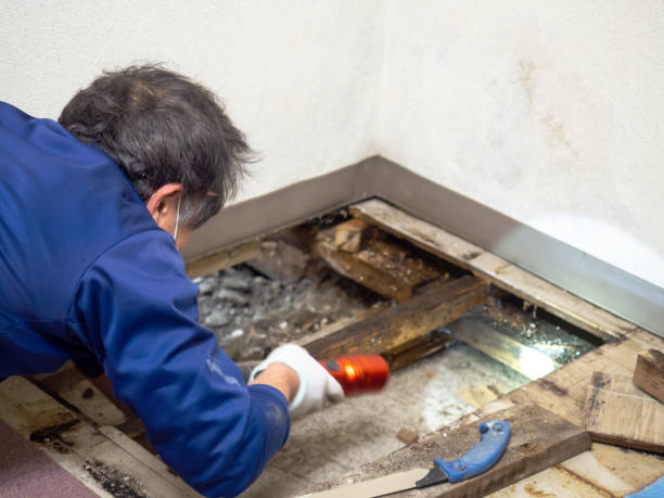 Best Certified Mold Removal  in Brunswick, OH