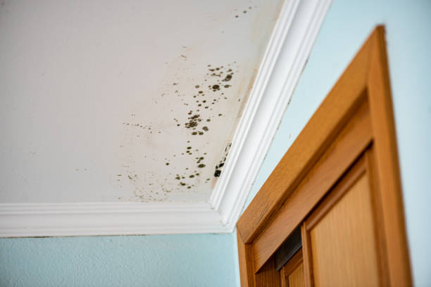 Best Residential Mold Removal  in Brunswick, OH