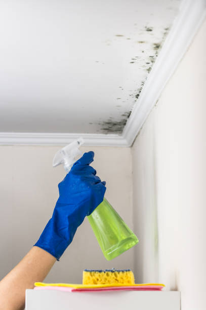 Best Residential Mold Removal  in Brunswick, OH